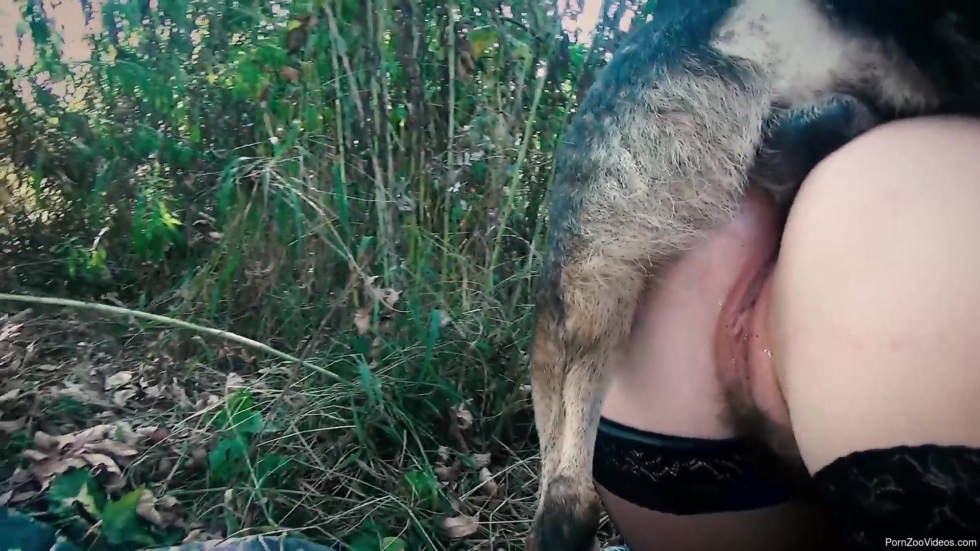 amateur animal sex Clothed amateur in sexy outdoor zoophilia with a dog