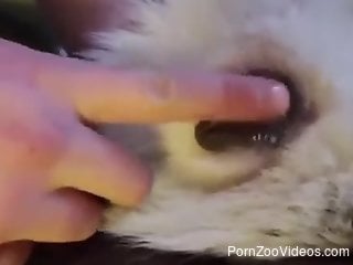 Sexy animal hole getting  fingered up close in HD