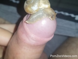 Dude lets a snail pleasure his uncut dick on camera