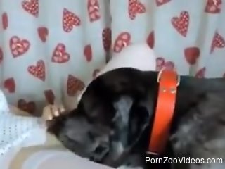Hot as hell dog fucks a submissive brunette hard