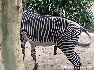 Zealous teasing session from a big dicked zebra