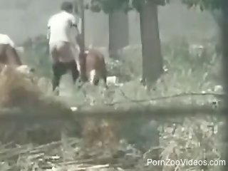 Horny man filmed in secret deep fucking a cow