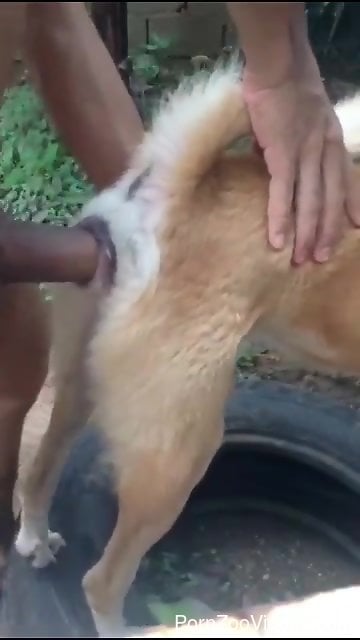 Wild guy enjoys outdoor fucking with a dirty dog