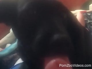 Black dog licking a guy's cock in a POV movie