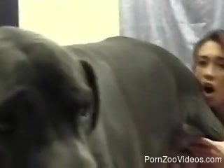 Black dog plunging its cock into her whore mouth