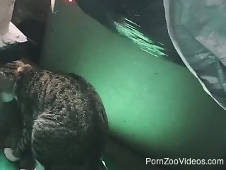 Two cats fucking in a really hot porno movie
