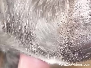 Strong closeup of a man deep drilling his dog in the ass