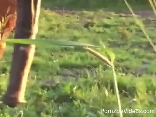 Super-horny horse showing its large penis outdoors