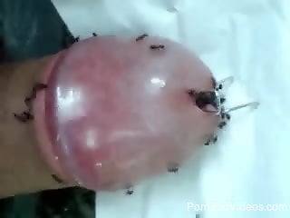 Man masturbates with ants on his erect cock and balls
