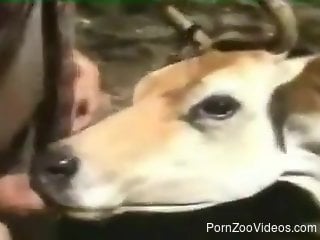 Man fucks cow in the ass and pussy for wild outdoor XXX scenes