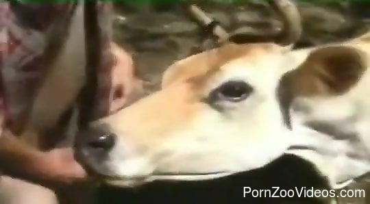 Cow Man Xx Video - Man fucks cow in the ass and pussy for wild outdoor XXX scenes