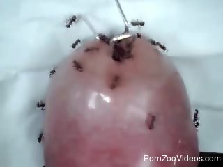 Man sticks dick in ants to increase the pleasure during mastur...