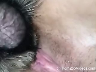 Pink pussy babe is getting licked by a hot animal