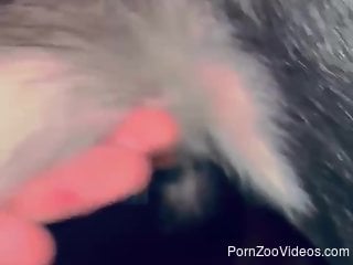 Dude showing that dog cock up close to tease you