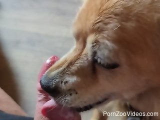 Dude feeds his cock to a very pretty dog right here