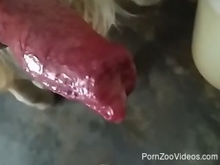 Red dog cock is being presented up close in a hot vid