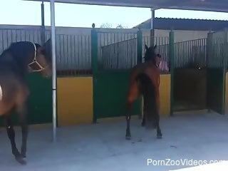Two horses are enjoying a spontaneous fuck session