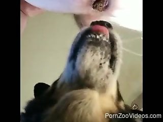 Dog licks man's ass and balls in sloppy cam rounds