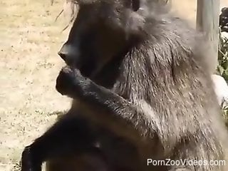 Monkey showing off in front of this voyeur's cam