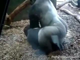 Very sexy black ape humping in front of everyone