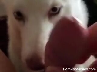 POV blowjob from a sexy white dog that licks