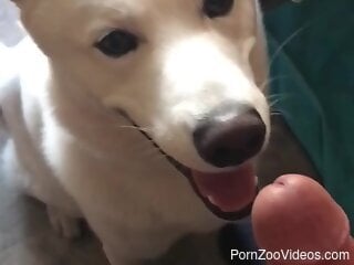 Dog licks owner's dick and makes the man pretty happy