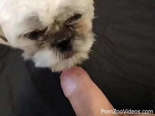 Dog prefers uncut cock and juicy foreskin too
