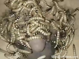 Aroused man pours hundreds of worms on his dick and balls