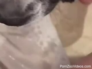 Pissing in POV makes this dog extra super horny