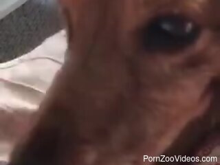 Dog licks man's penis during home jerk off solo session