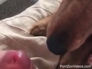 Dog licks man's penis during home jerk off solo session