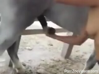 Slender Latina plays with the horse penis until the last drops