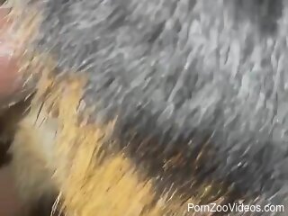 Man deep fucks furry animal in brutal perversions while on cam