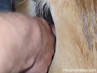 Aroued man loudly pushes cock into a warm horse pussy