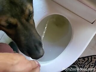 Dog drinks the man's piss when he gets ready to masturbate
