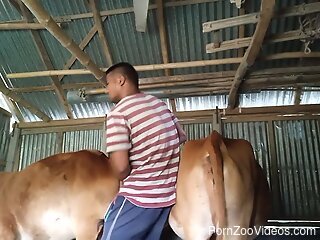 Amateur lad craves sex with the cow after seeing the big pussy