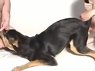Young man ass fucks tight dog's pussy in crazy home zoophilia