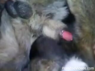 Man fucks furry dog in the ass and enjoys true orgasms