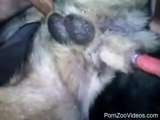 Man fucks furry dog in the ass and enjoys true orgasms