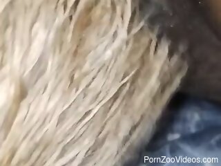 Aroused female gets her pussy shredded in insane zoophilia