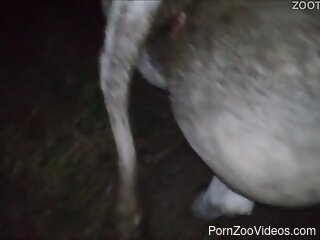 Horny dude fucks horse in the ass and pussy while on cam