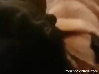 Dog licks woman's wet pussy when she masturbates on cam