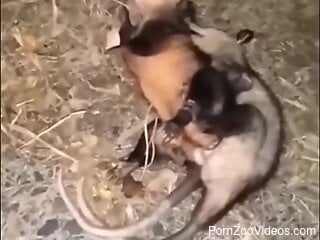 Man loves watching these opossums fucking