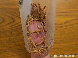 Horny man sticks his big dick in a jar filled with worms