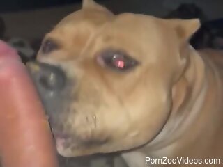 Dog licks man's big penis in sloppy modes and makes him come