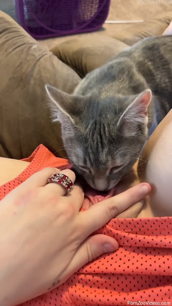 Small kitten licks womans wet pussy in magnificent ways