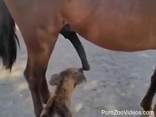 Dog licks horse's huge penis and grants this guy the best view