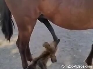 Dog licks horse's huge penis and grants this guy the best view