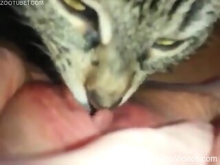 Cat licks woman's wet pussy in very sloppy modes
