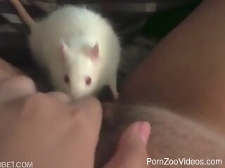 Mouse crawls on the woman's clit and stimulates her by licking it